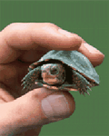 pic for Small Turtle